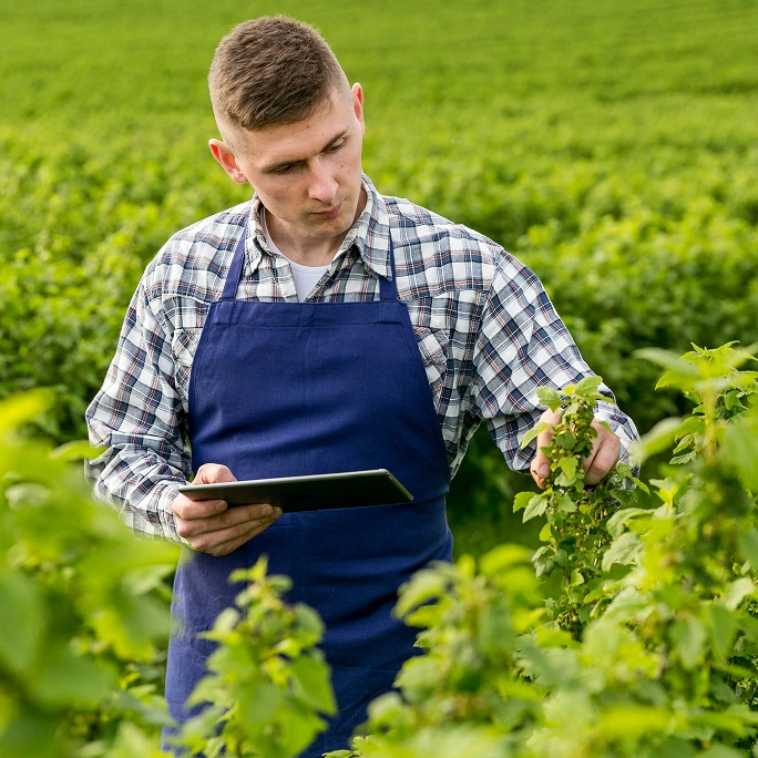Farmer checking crops with a tablet in the field