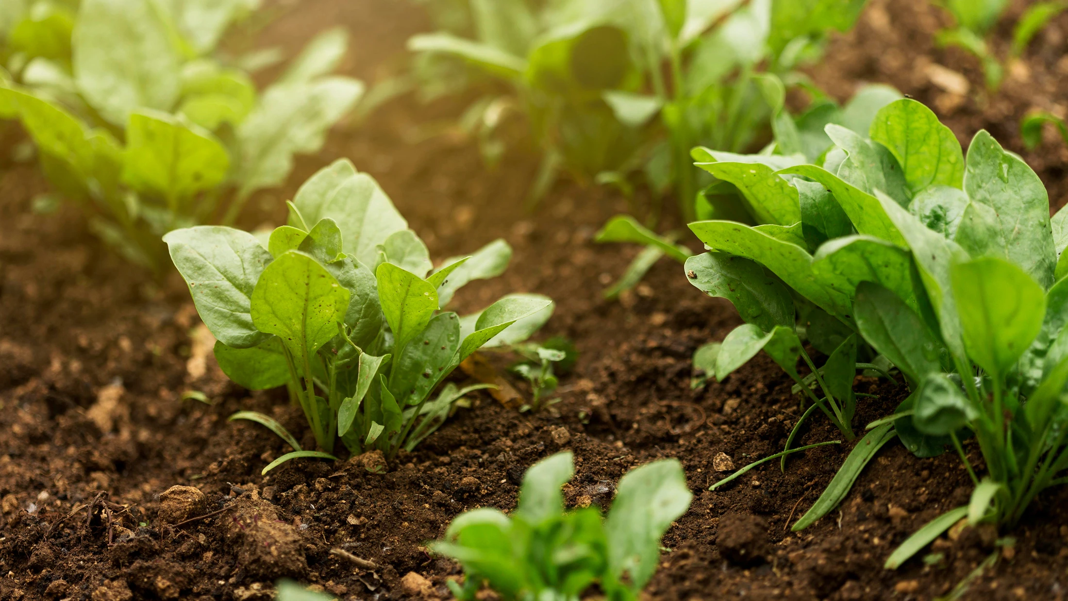 Young spinach shoots growing in a fresh produce field