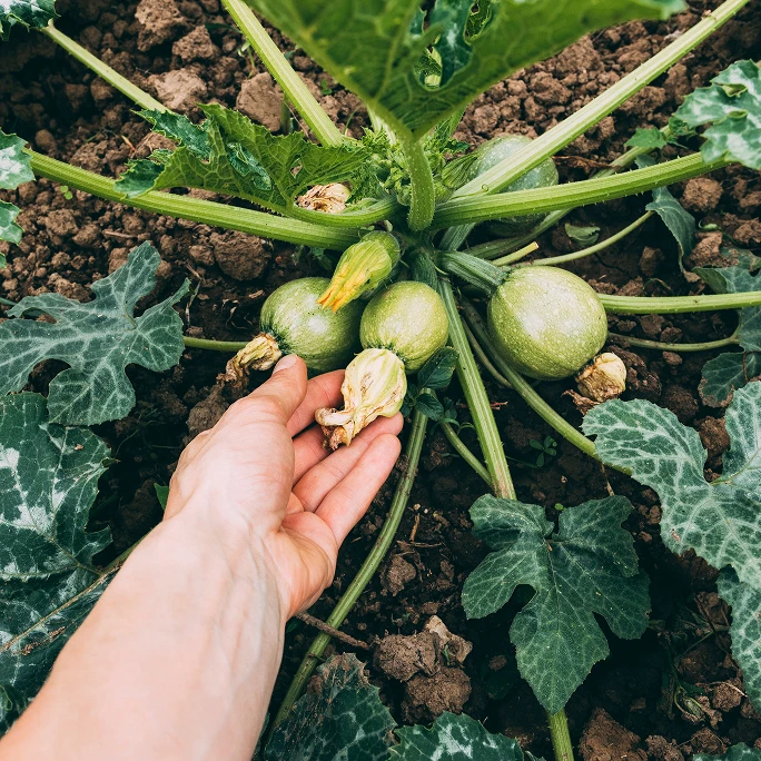 Hand picking courgette flowers in a field