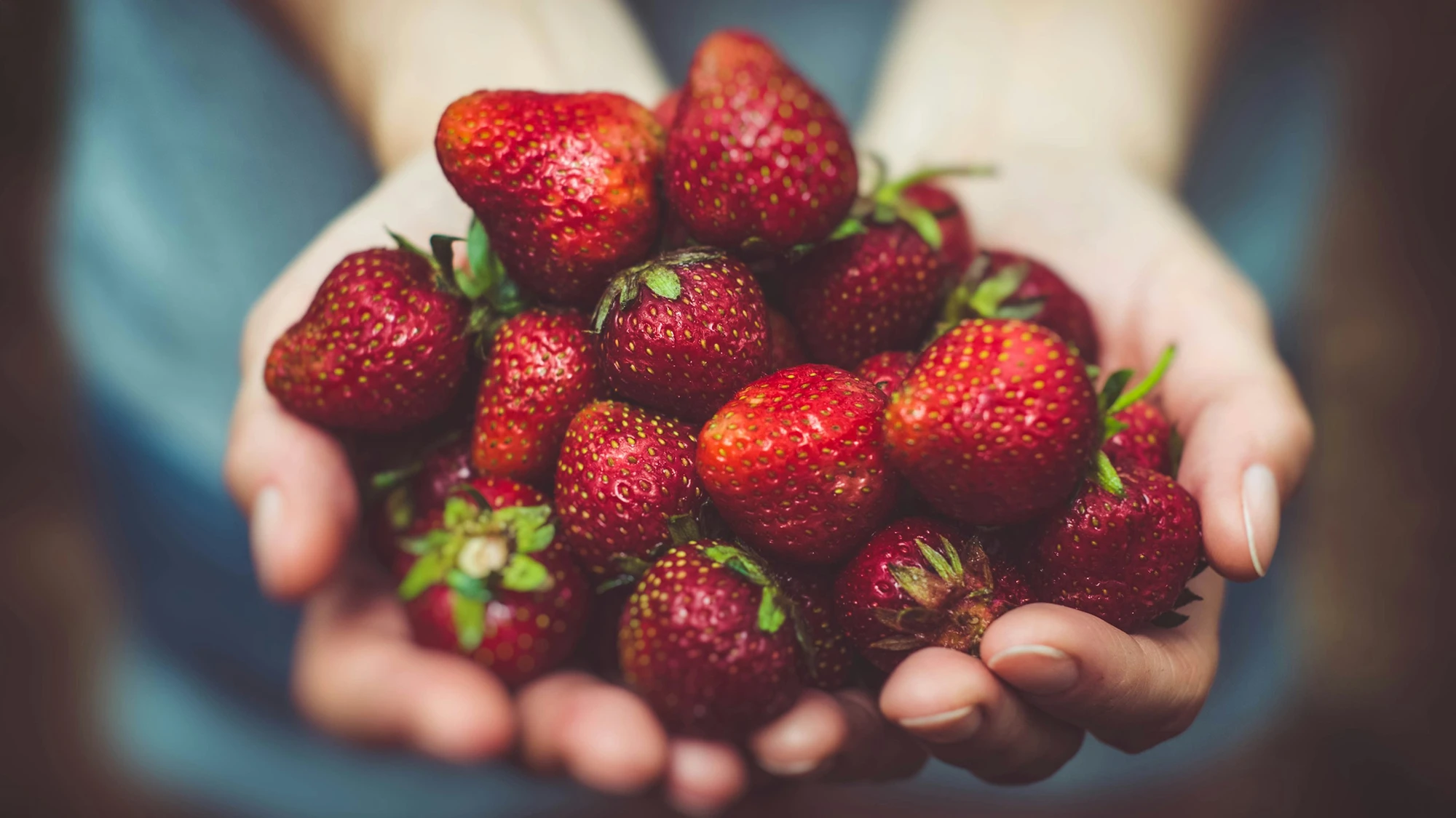 Hands holding freshly picked strawberries