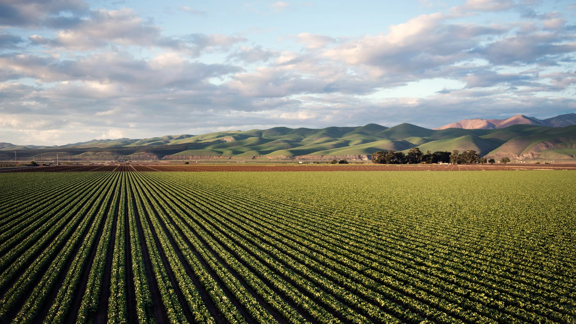 Crop field at sunset