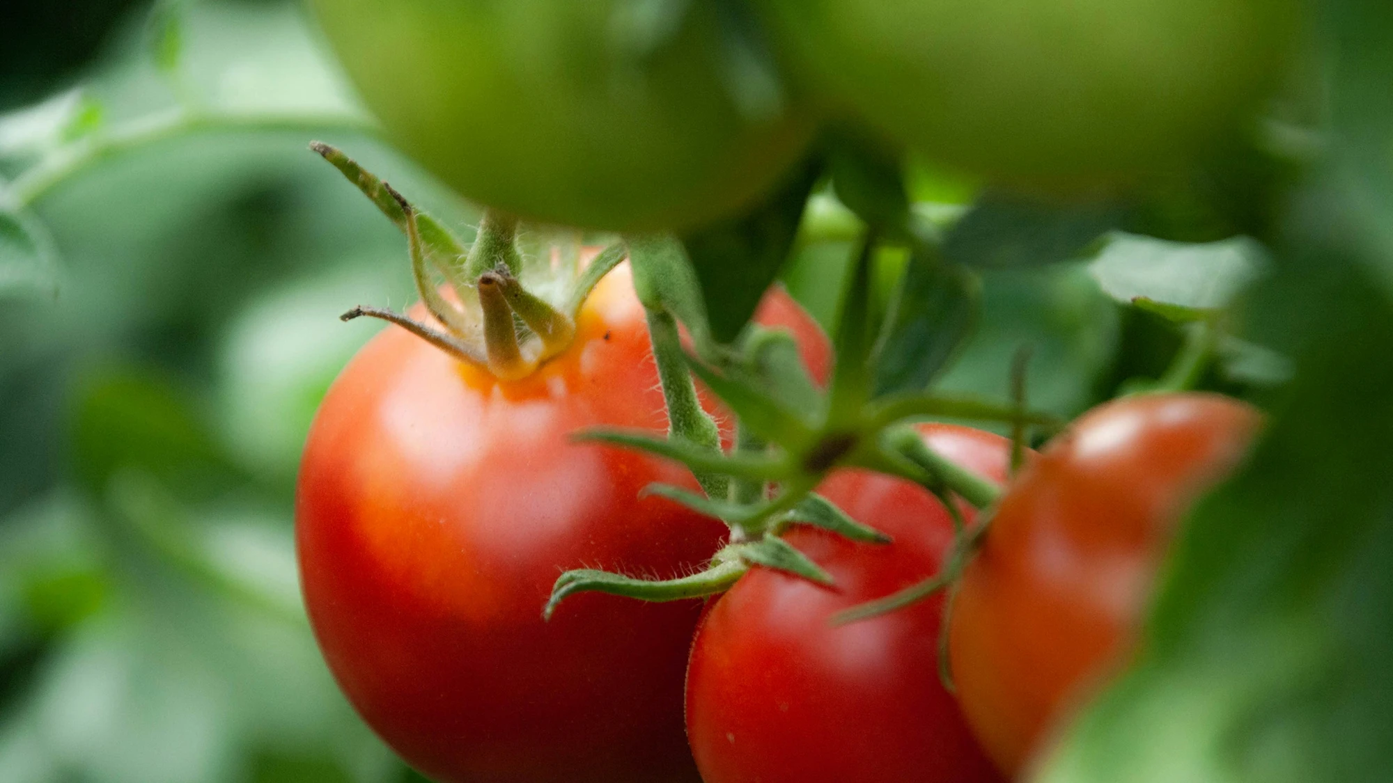Freshly harvested tomatoes