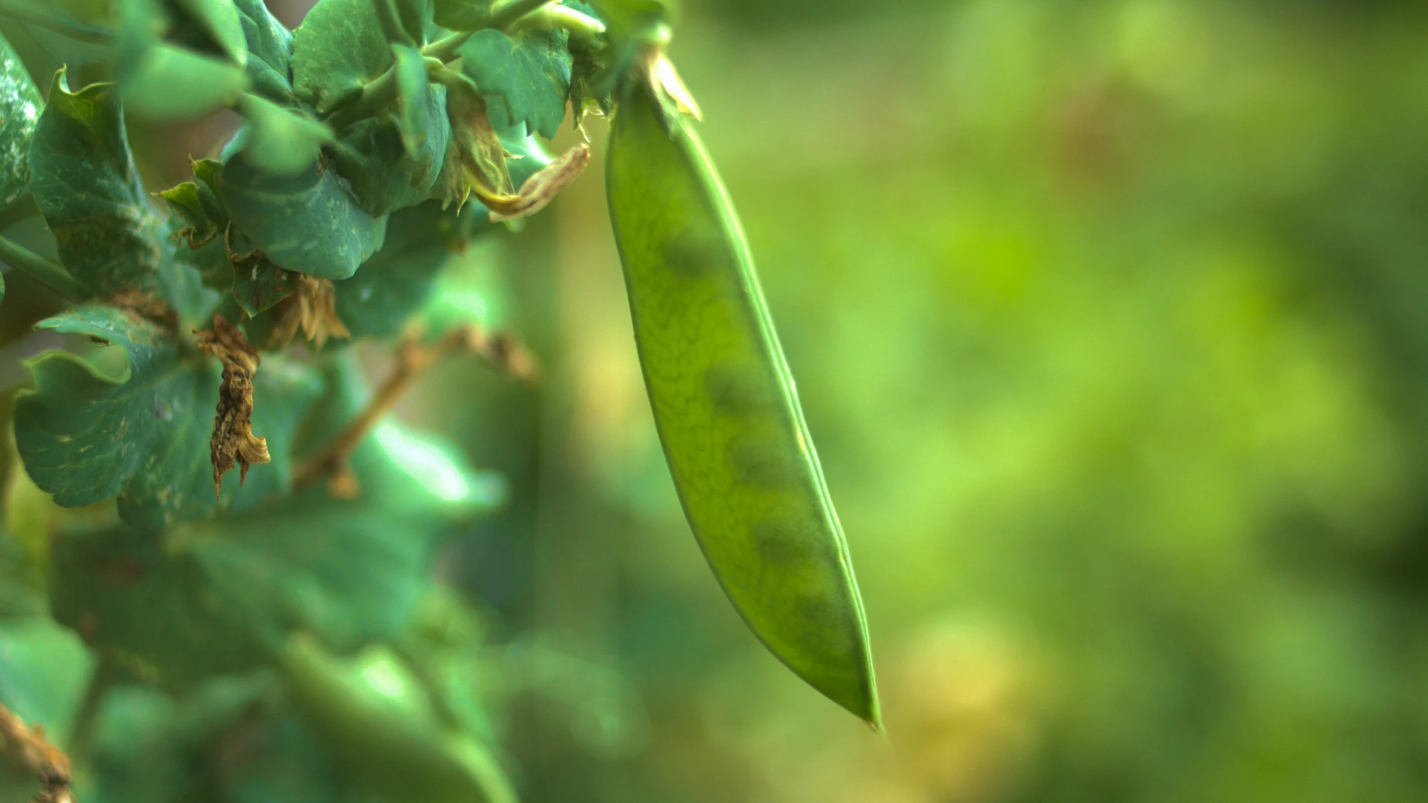 Vines growing in the field