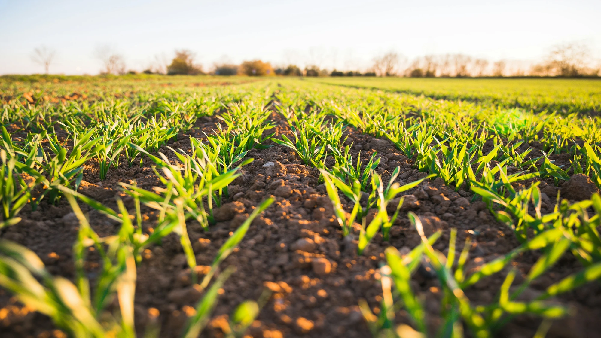 Field of crops planted in rows