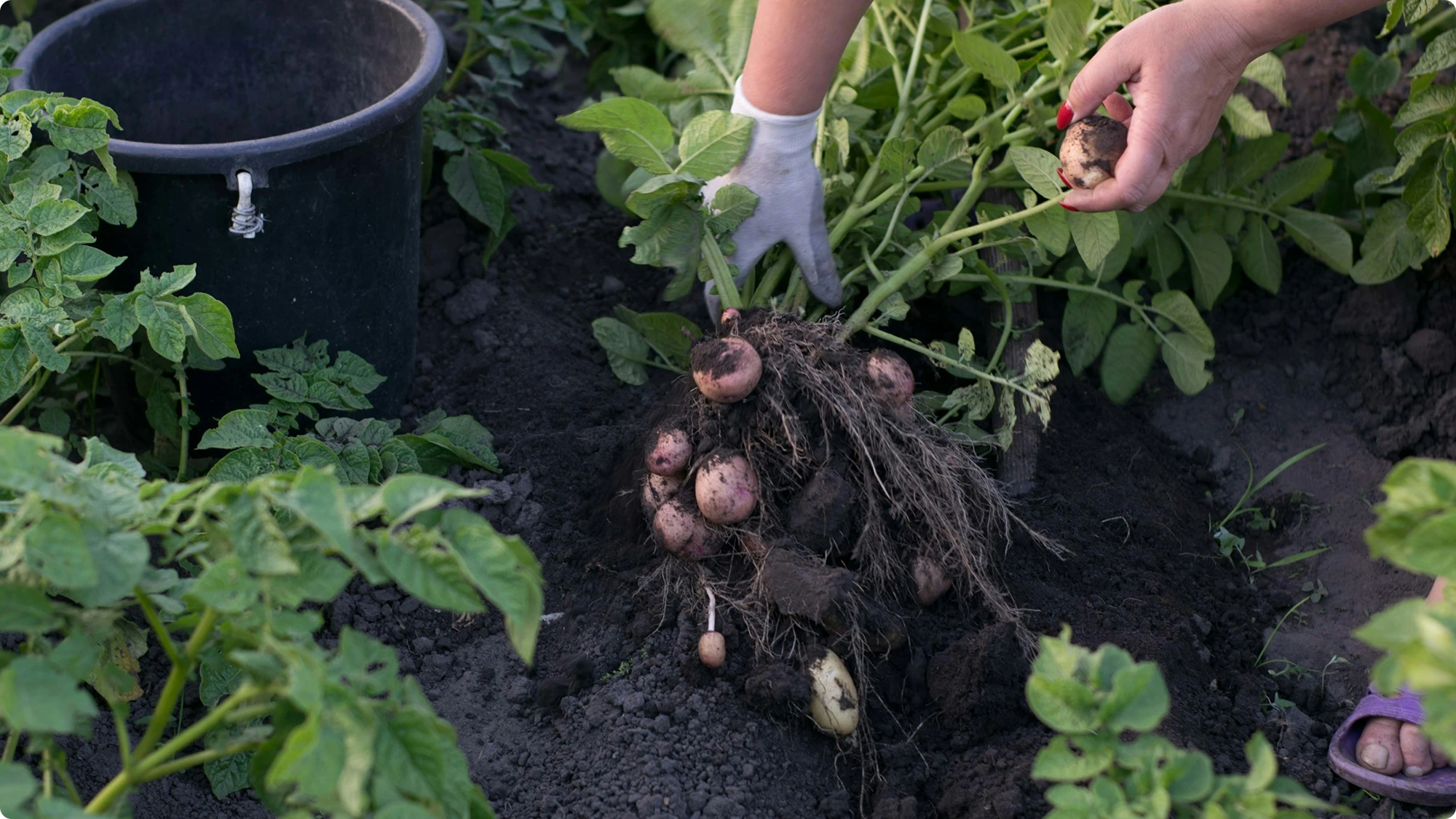 Freshly harvested potatoes next to their plant in the field