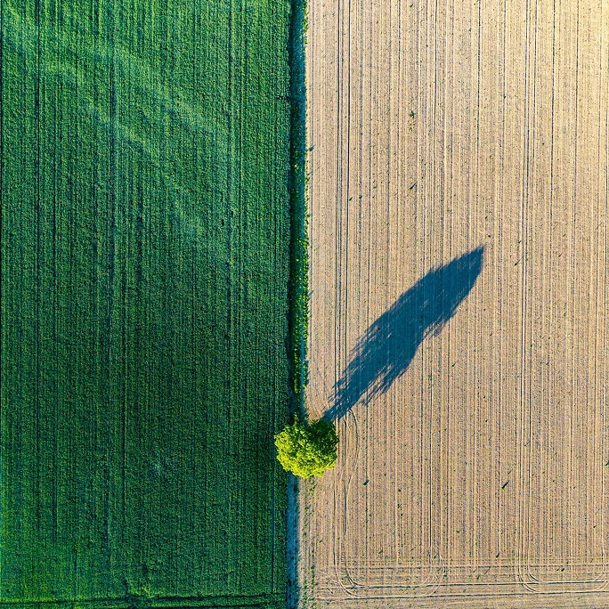 Tractor spraying a crop at dawn