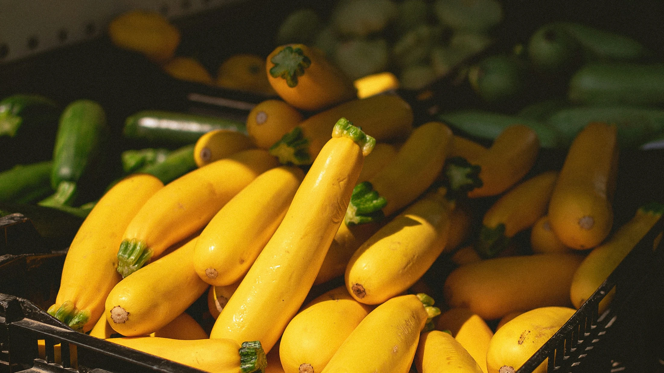 Crates of freshly harvested courgettes