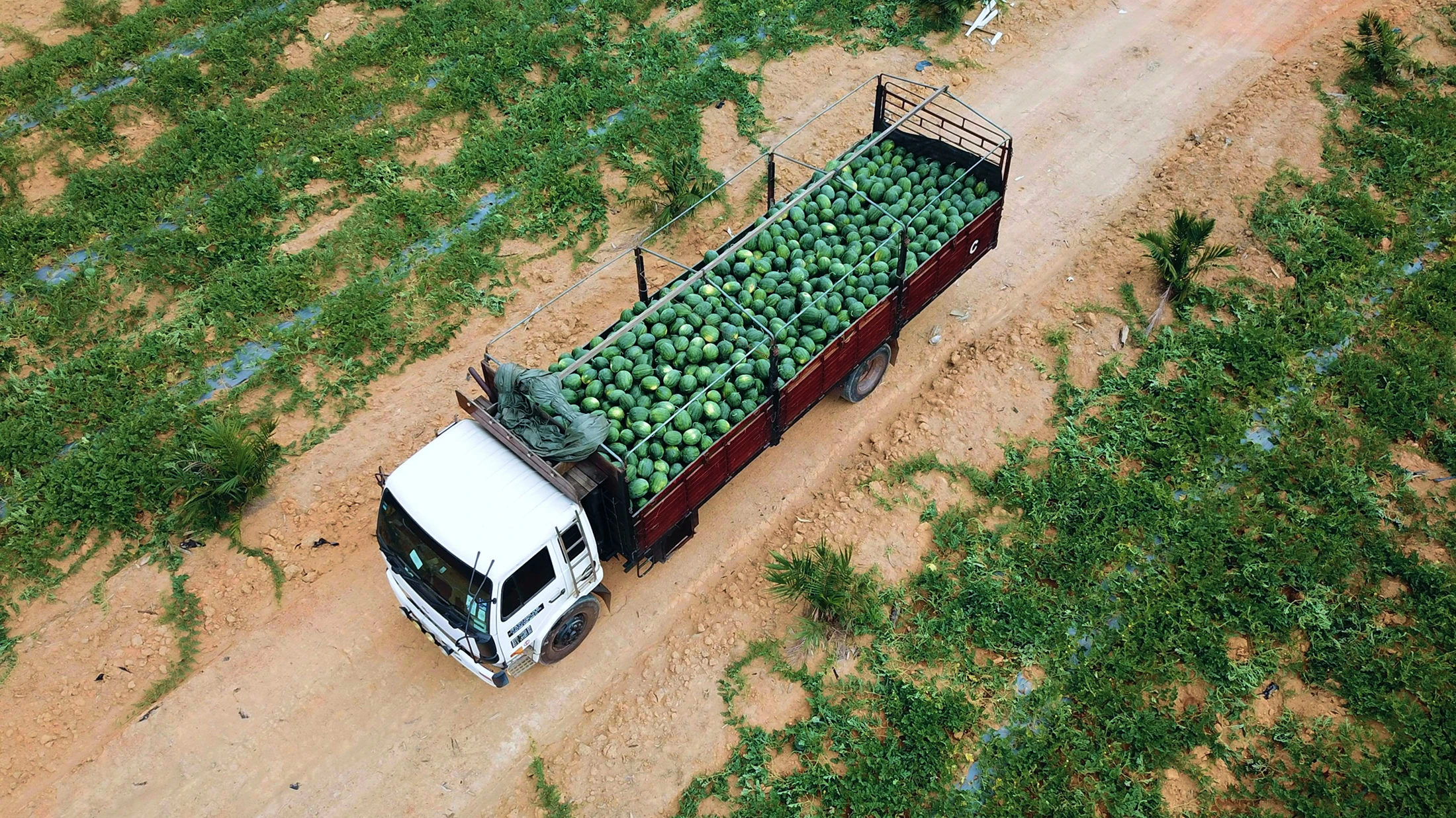 Aerial view of a lorry loaded with cabbages on a dirt track