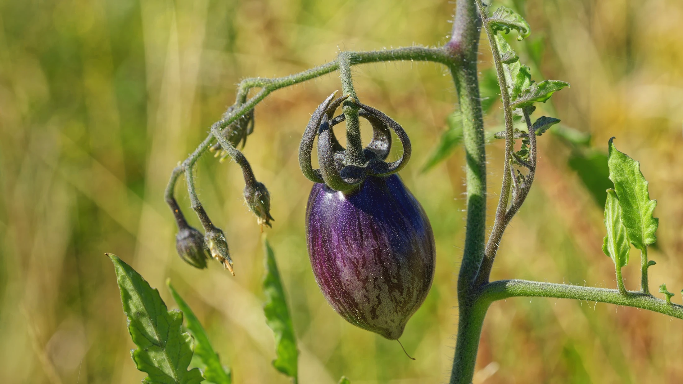 Aubergine plants growing in the field