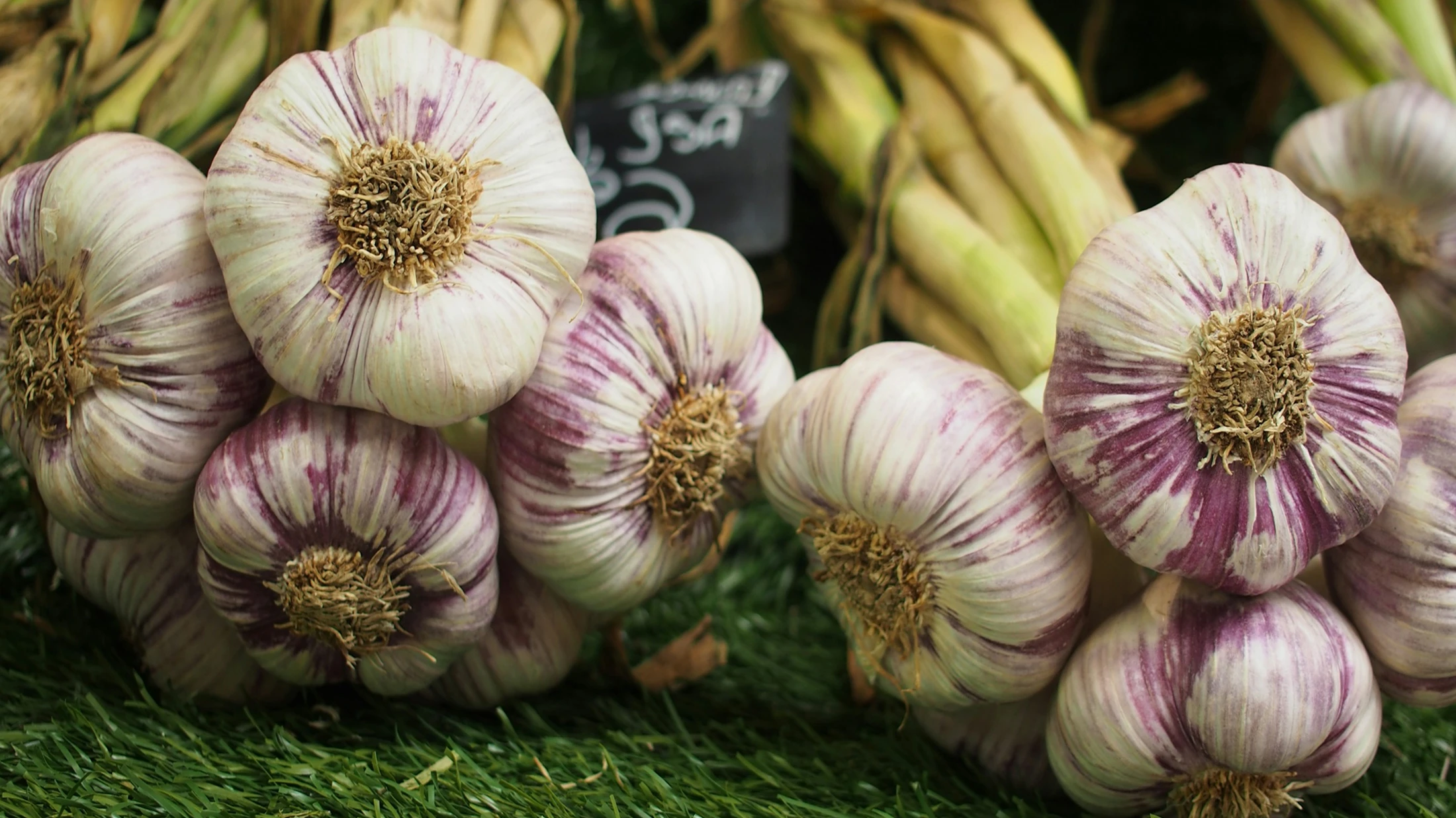 Crates of freshly harvested garlic