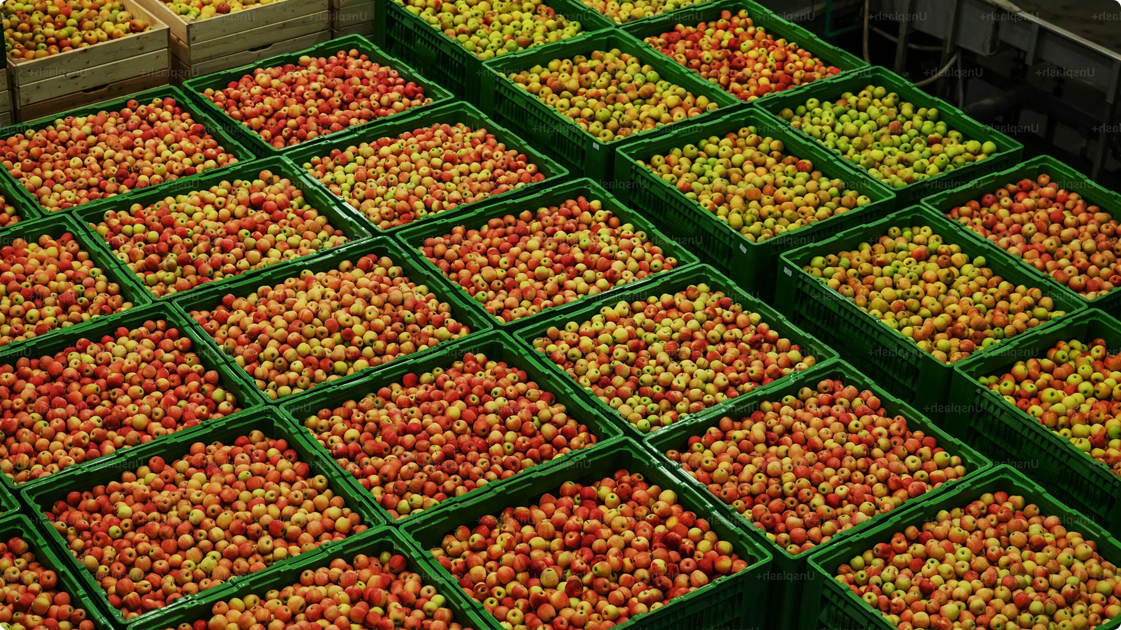 Crates of freshly harvested fruit in the field