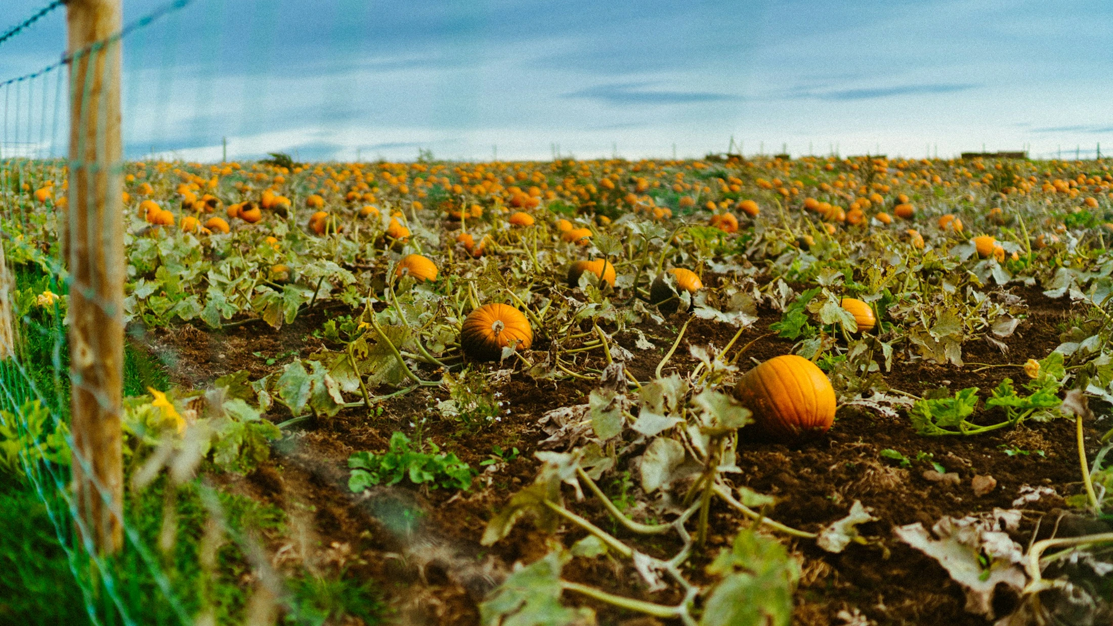 Pumpkin field at sunset